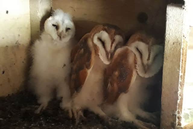 Three baby barn owls near Midhurst have become stars of their own live webcam show